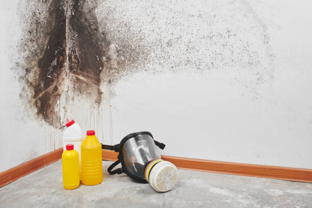 Reliable Williamson, WV Mold Remediation Solutions