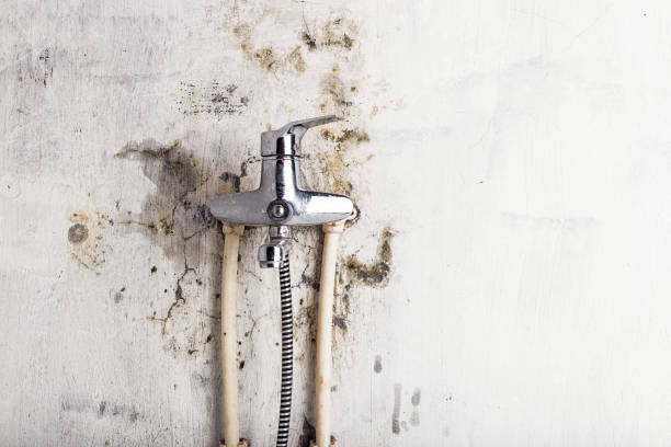Best Residential Mold Remediation in Williamson, WV