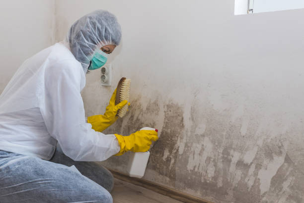 Best Attic Mold Remediation in Williamson, WV