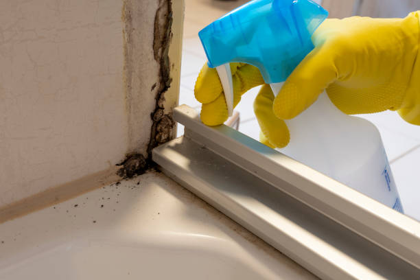 Best Post-Flood Mold Remediation in Williamson, WV