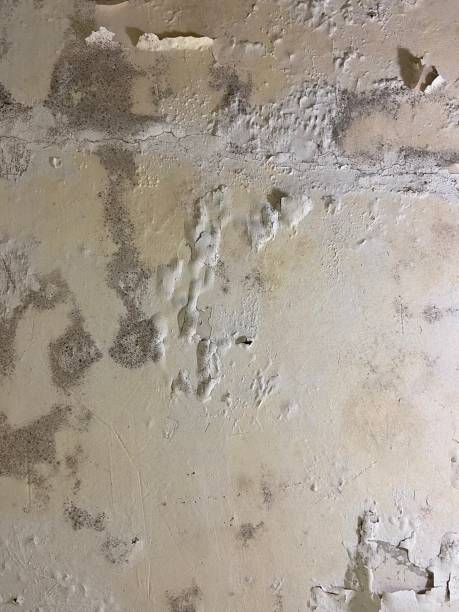 Best Crawl Space Mold Remediation in Williamson, WV