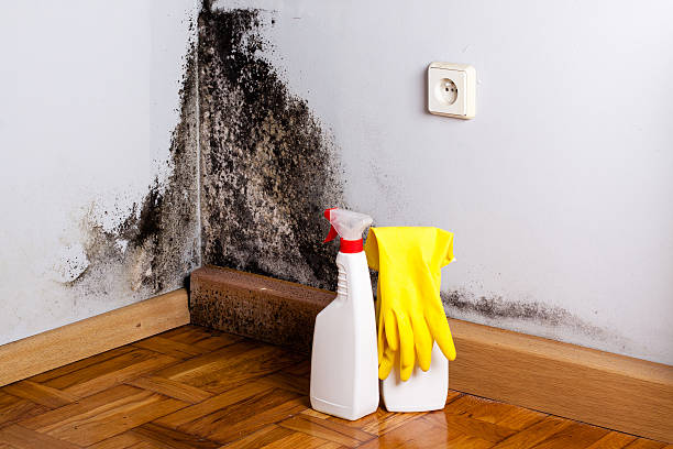 Best Bathroom Mold Remediation in Williamson, WV